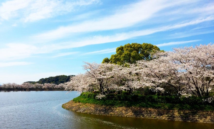 立岡自然公園の桜（宇土市）