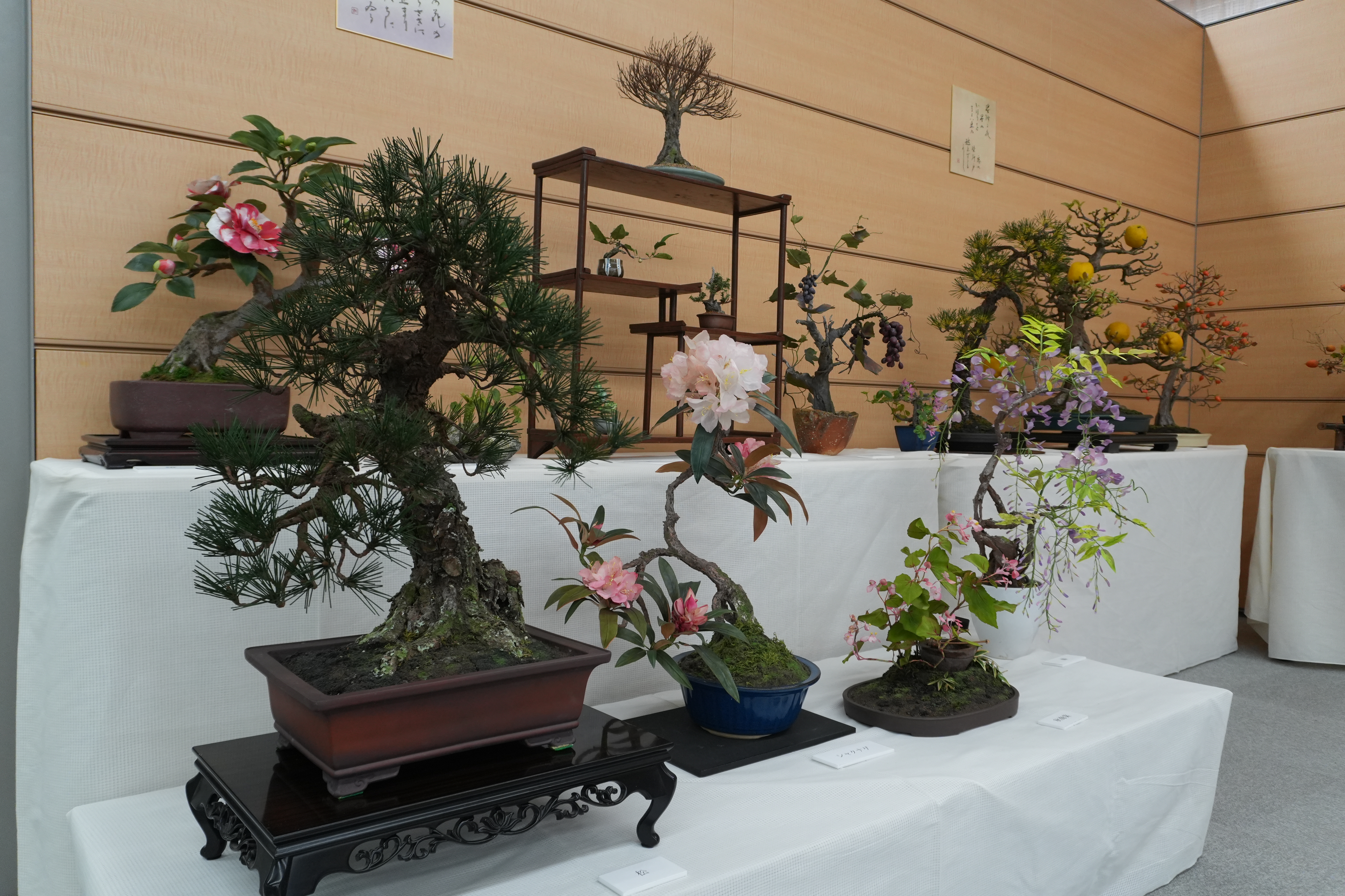 百寿記念 太田あさこ 創作アート盆栽展 | しずおか焼津信用金庫