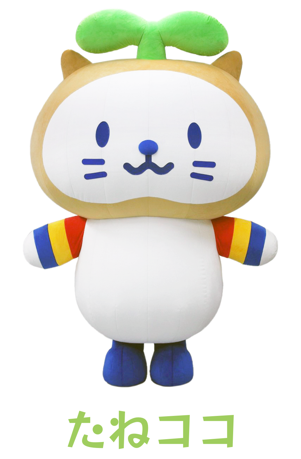 たねここ